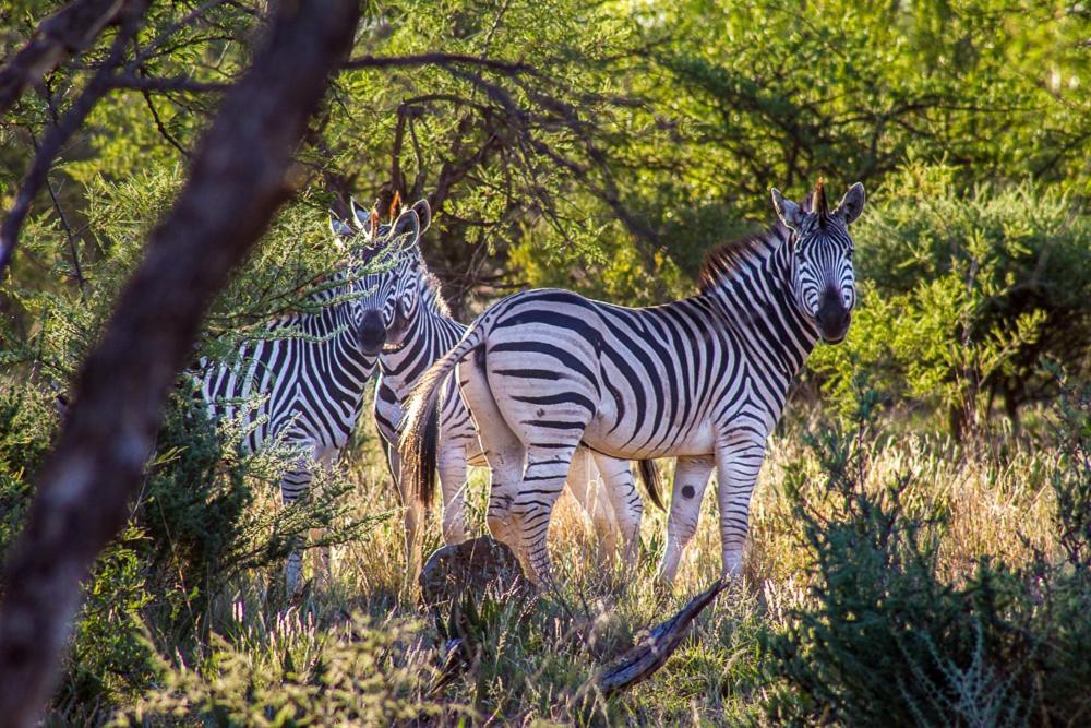 Big Valley Game Lodge Lobatse Dış mekan fotoğraf