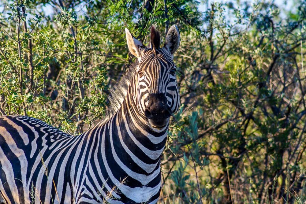 Big Valley Game Lodge Lobatse Dış mekan fotoğraf