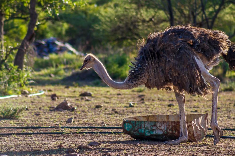 Big Valley Game Lodge Lobatse Dış mekan fotoğraf