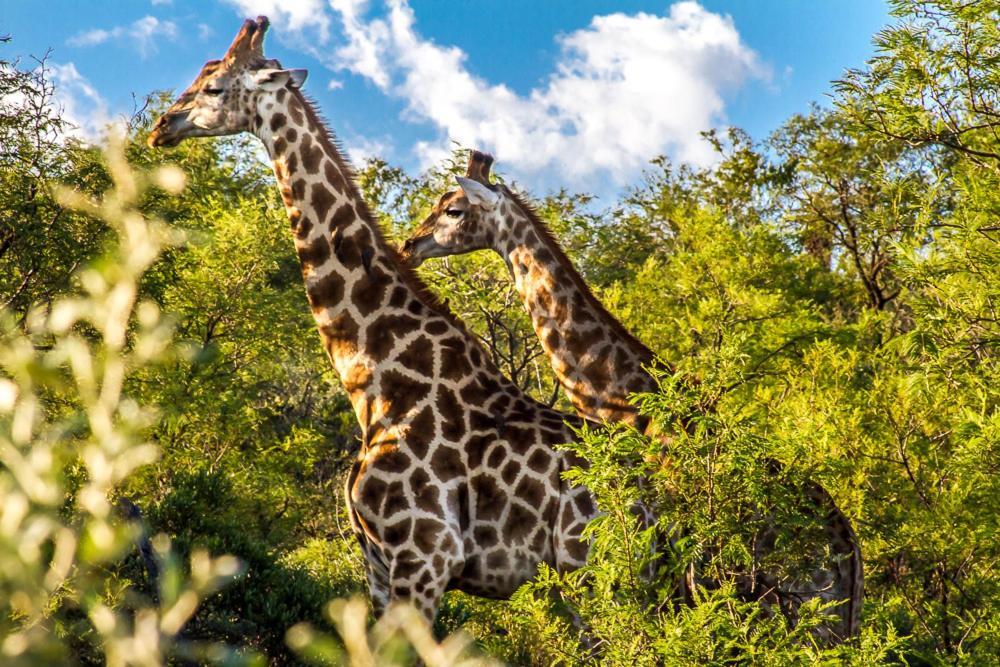 Big Valley Game Lodge Lobatse Dış mekan fotoğraf