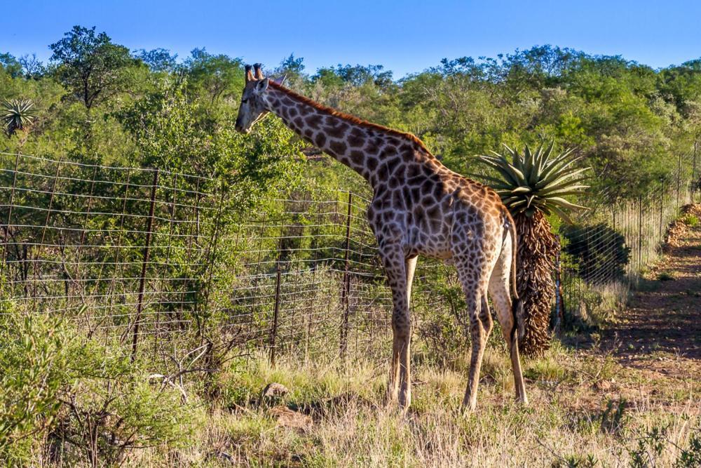 Big Valley Game Lodge Lobatse Dış mekan fotoğraf